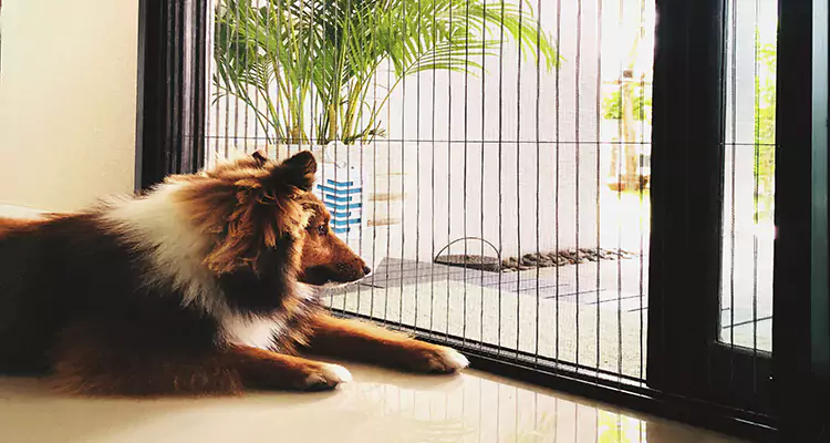 Sliding Screen Pet Door Repair in Port Orange, FL