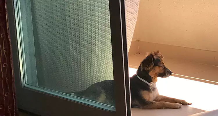 French Door Pet Screen Repair in Port Orange, FL